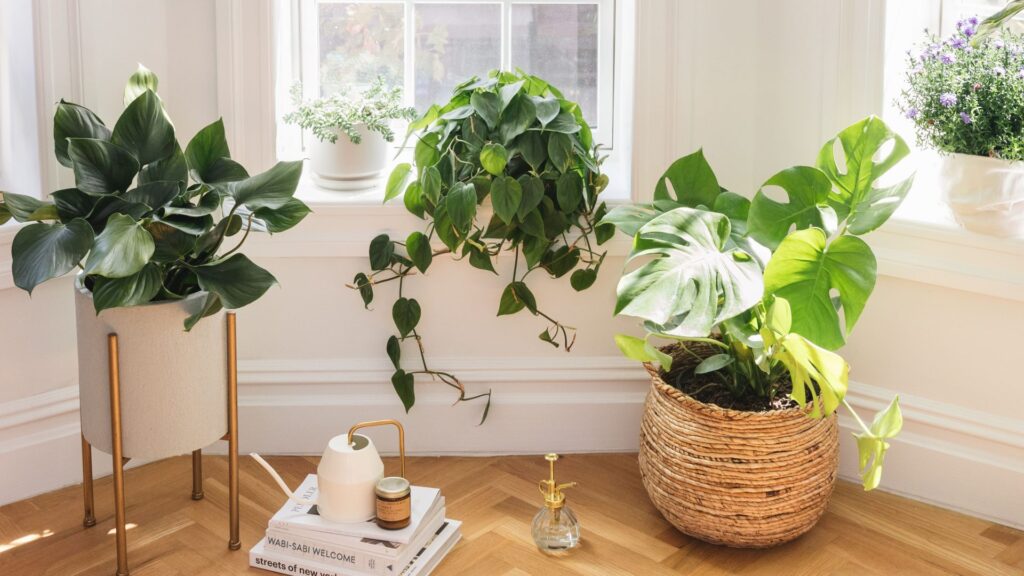 Monstera sunlight