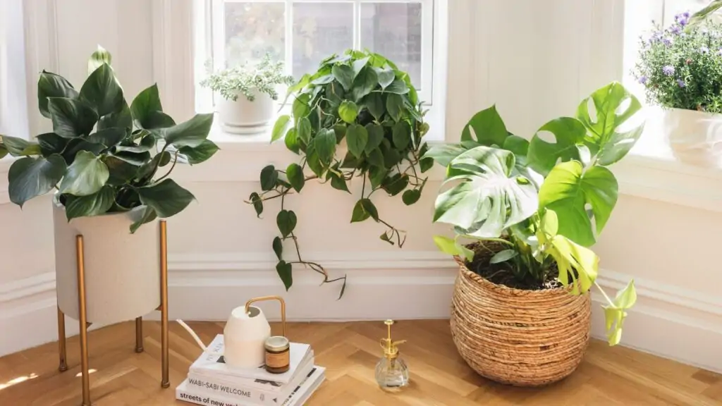 Monstera sunlight