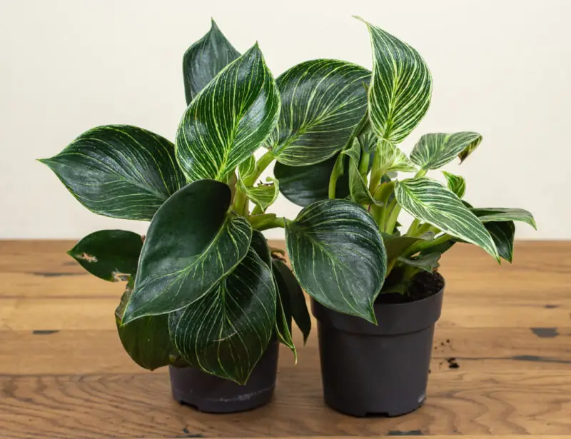 Philodendron Birkin in pot