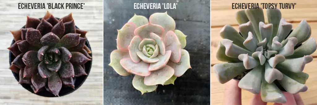 echeveria popular varieties