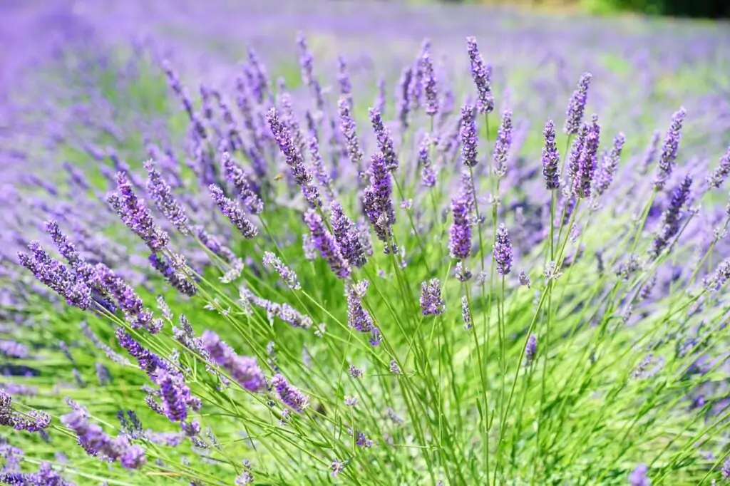 lavander