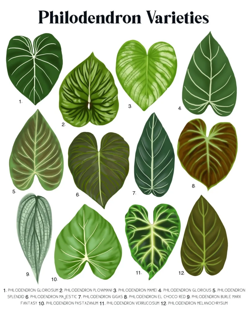 philodendron varieties Leaves
