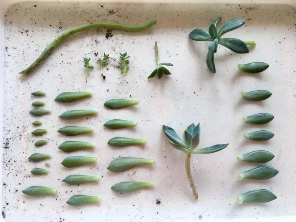 succulent leaves and parts prepared for propagating