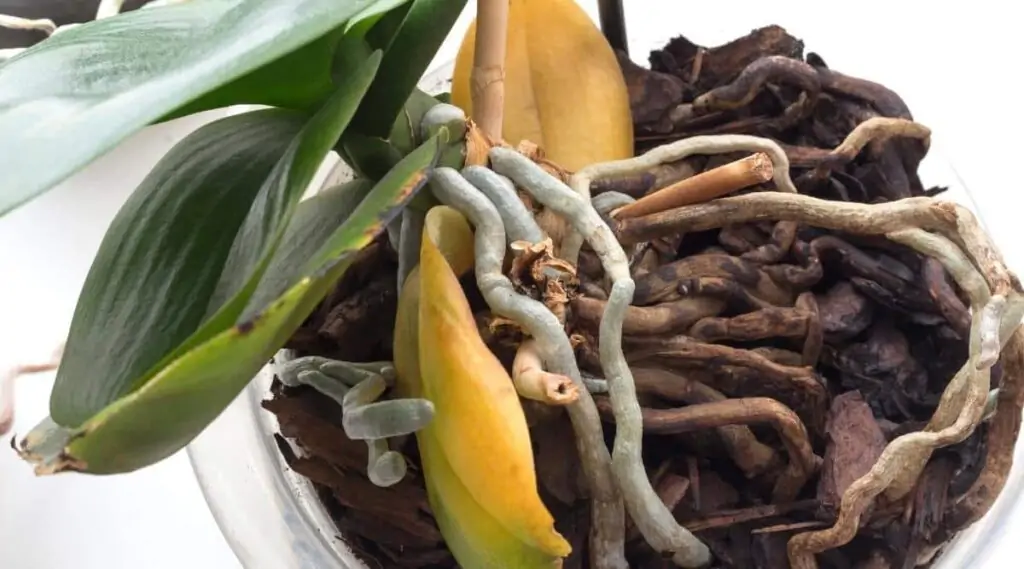 yellow Orchid leaves due to overwatering