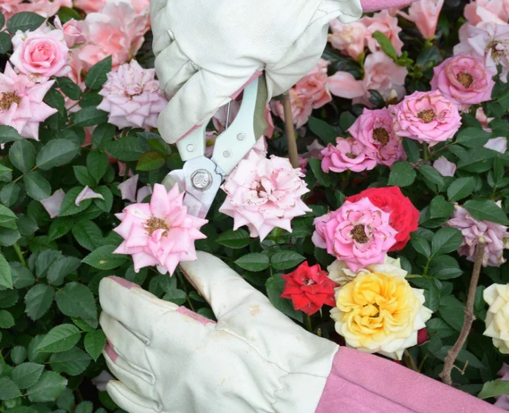 Gardening Gloves