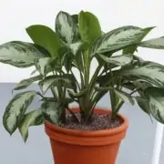 Aglaonema Silver Bay