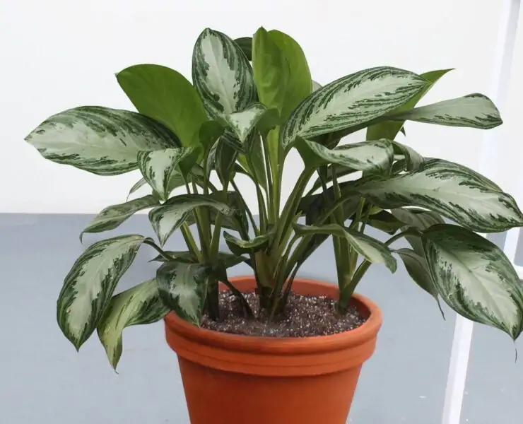 Aglaonema Silver Bay