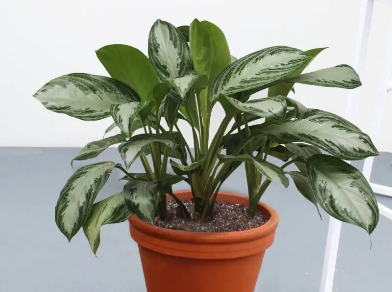 Aglaonema Silver Bay