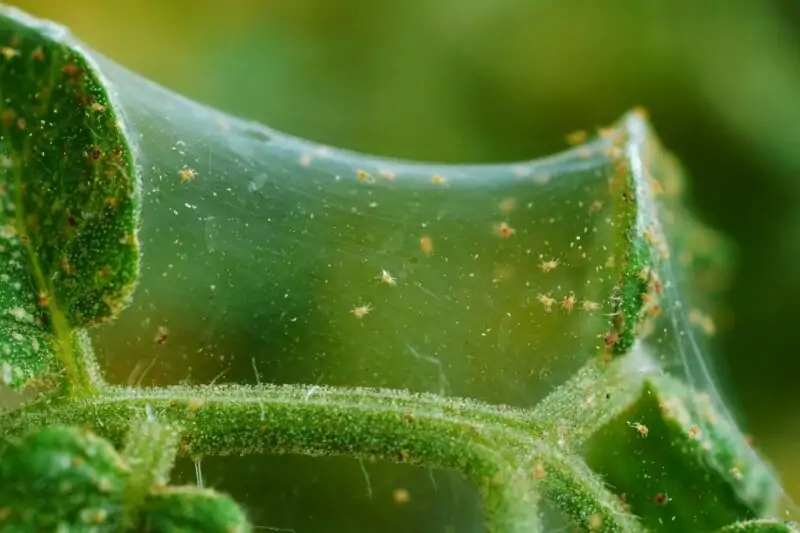 Spider Mites