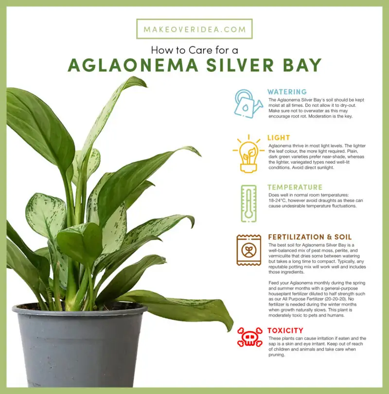 aglaonema silver bay care chart