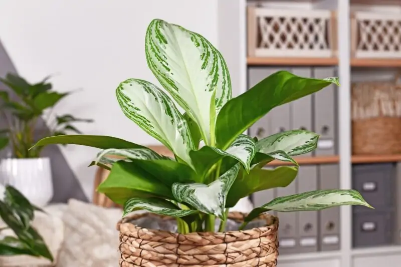 aglaonema silver bay in pot