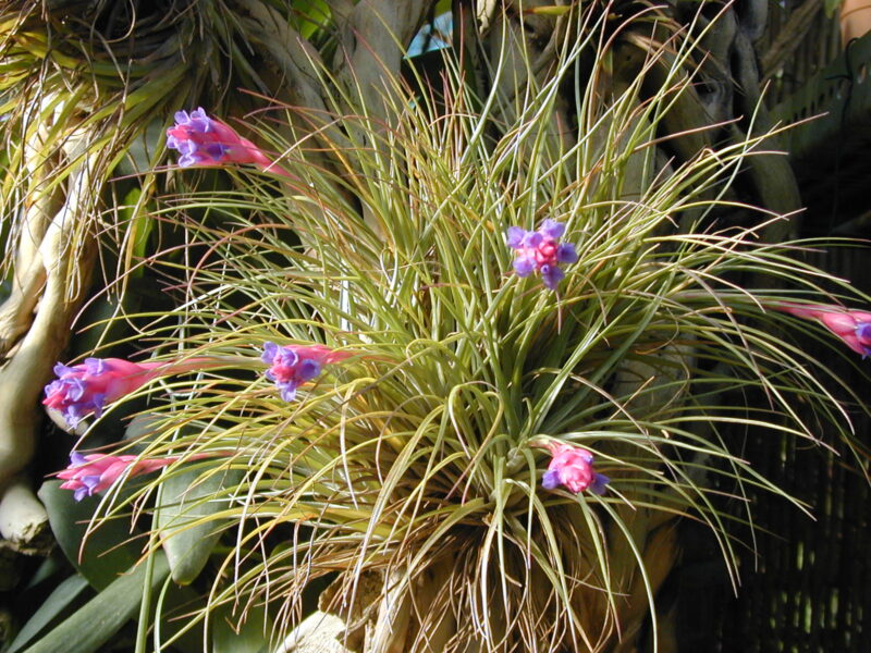 Tillandsia Aeranthos