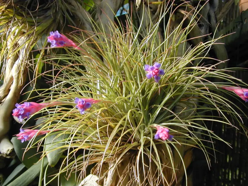 Tillandsia Aeranthos