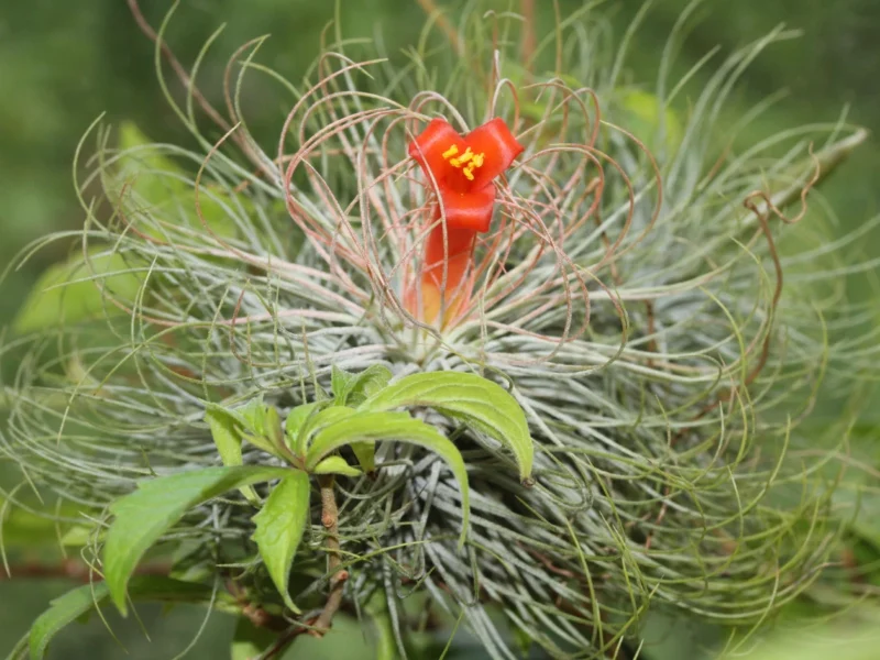 Tillandsia Andreana