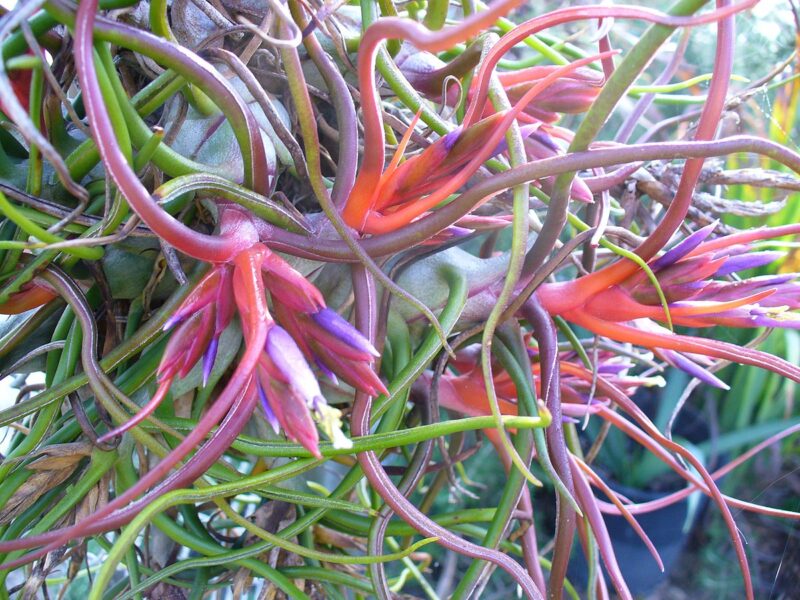 Tillandsia Bulbosa