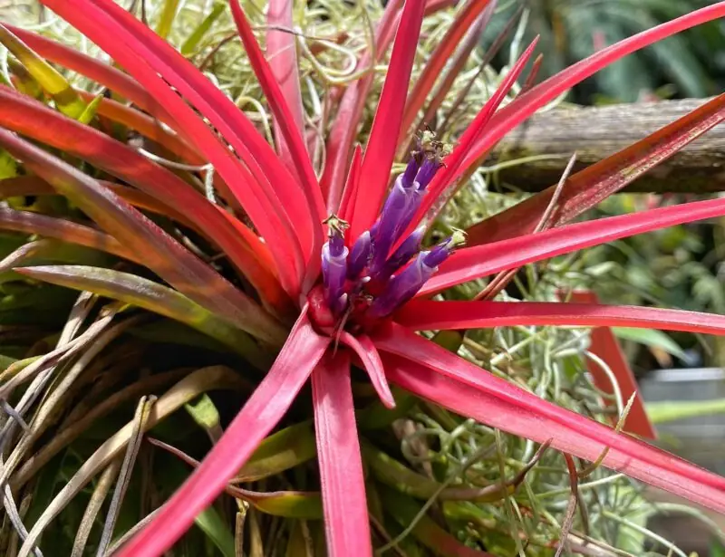 Tillandsia Capitata