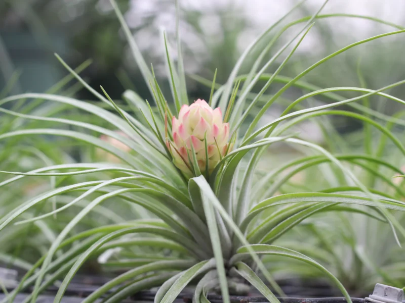 Tillandsia Chiapensis