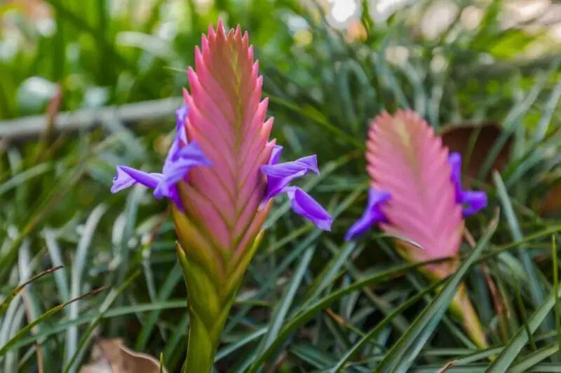 Tillandsia Cyanea