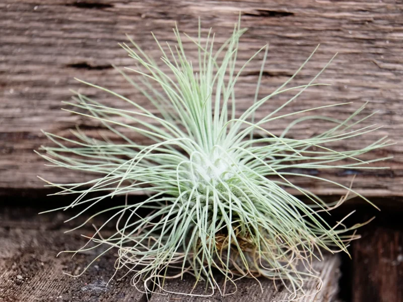 Tillandsia Fuchsii