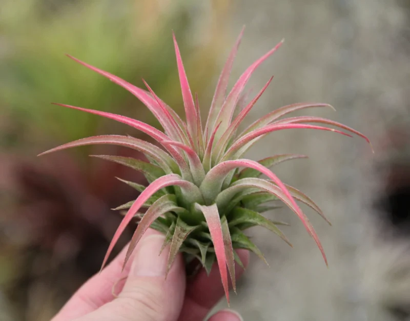 Tillandsia Maxima