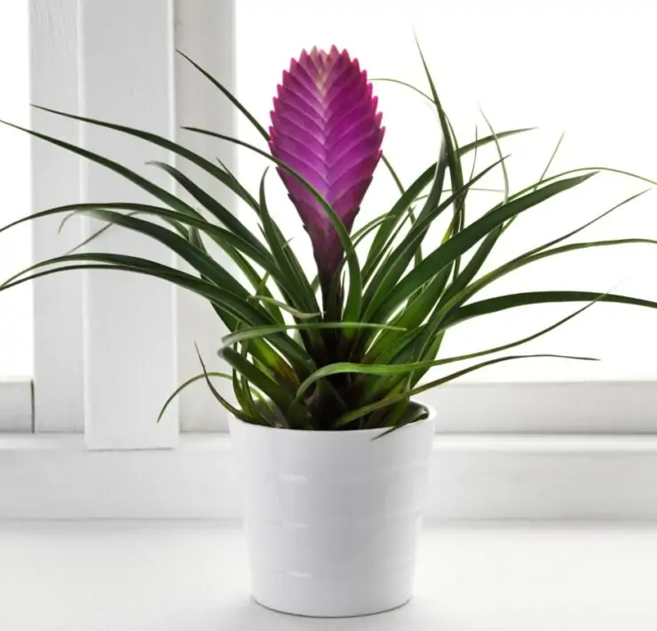 air plants in bathroom