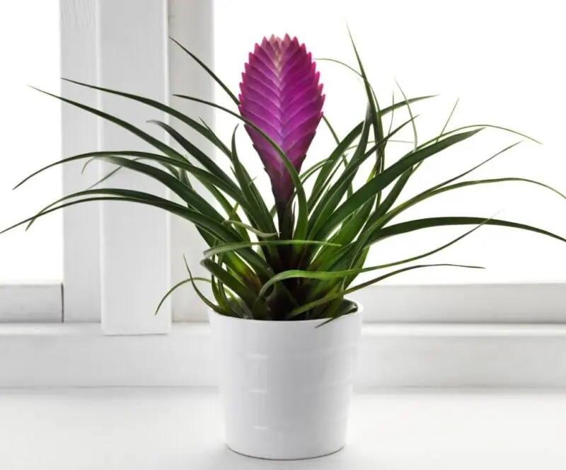 air plants in bathroom