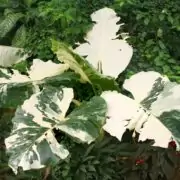 alocasia macrorrhiza variegata