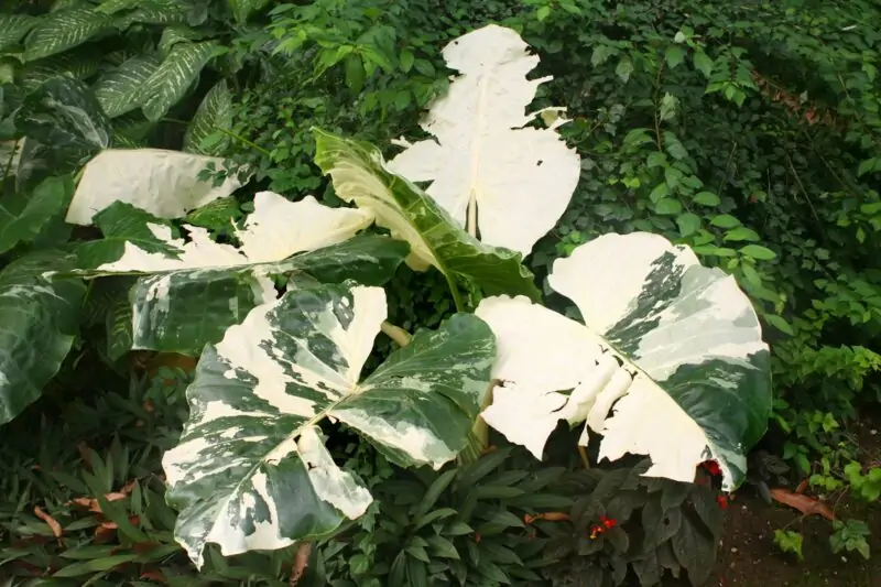 alocasia macrorrhiza variegata