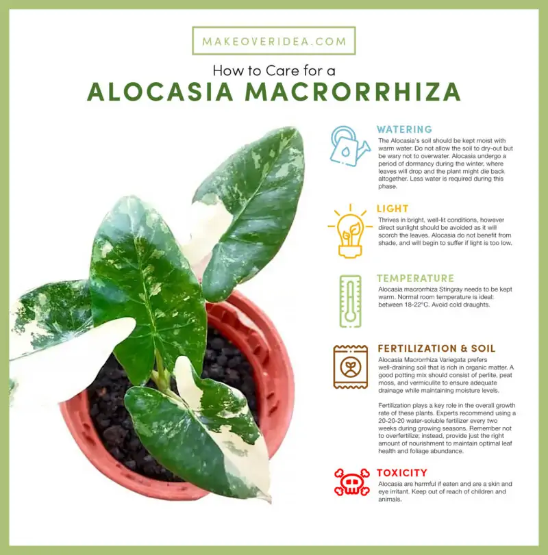 alocasia macrorrhiza variegata care tips chart