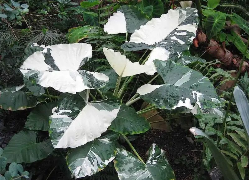 alocasia macrorrhiza variegata elephant ears