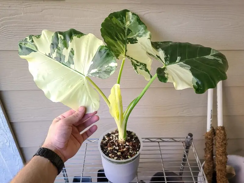 alocasia macrorrhiza variegata in pot