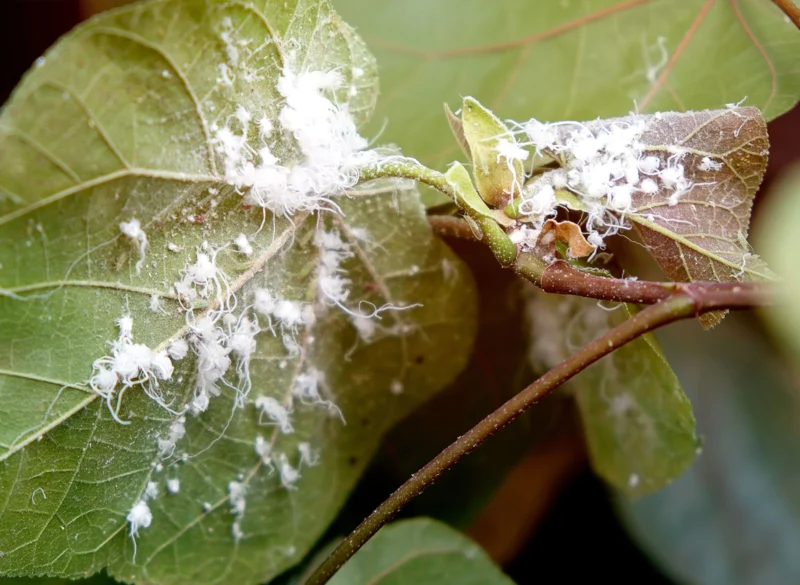 mealybugs