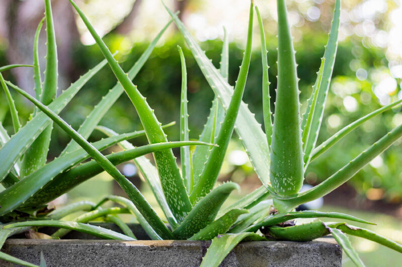 Aloe Vera Plant