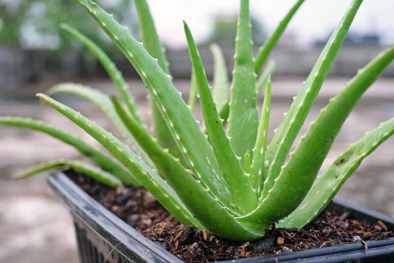 Aloe Vera Plant