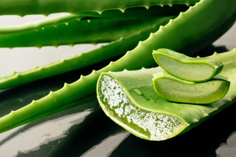 Aloe Vera Plant