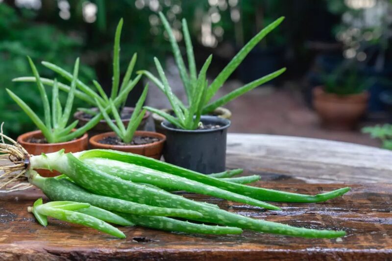 Propagating Aloe Vera Plant