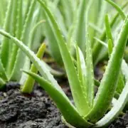 aloe vera plant