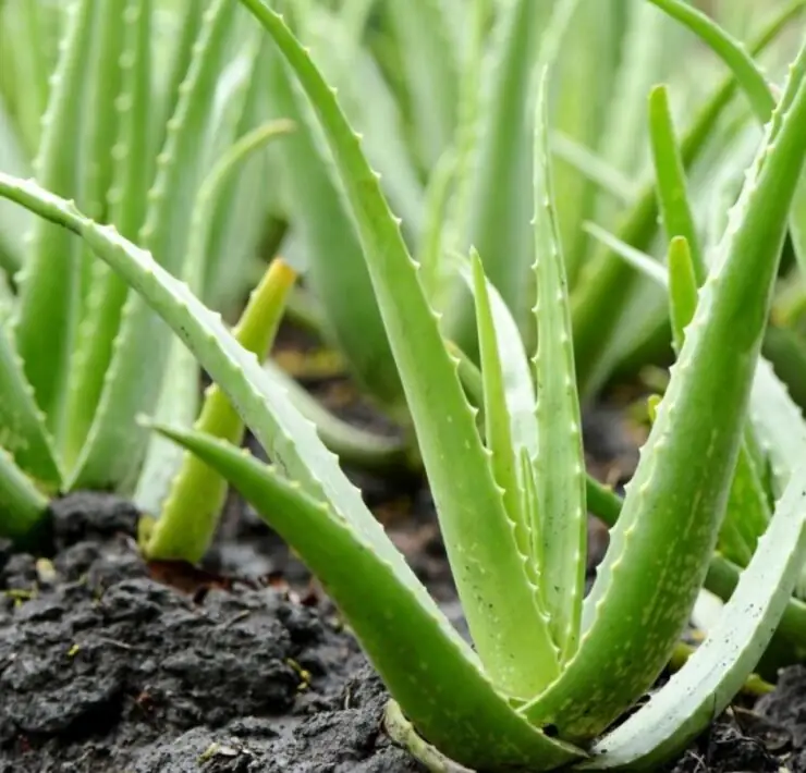 aloe vera plant