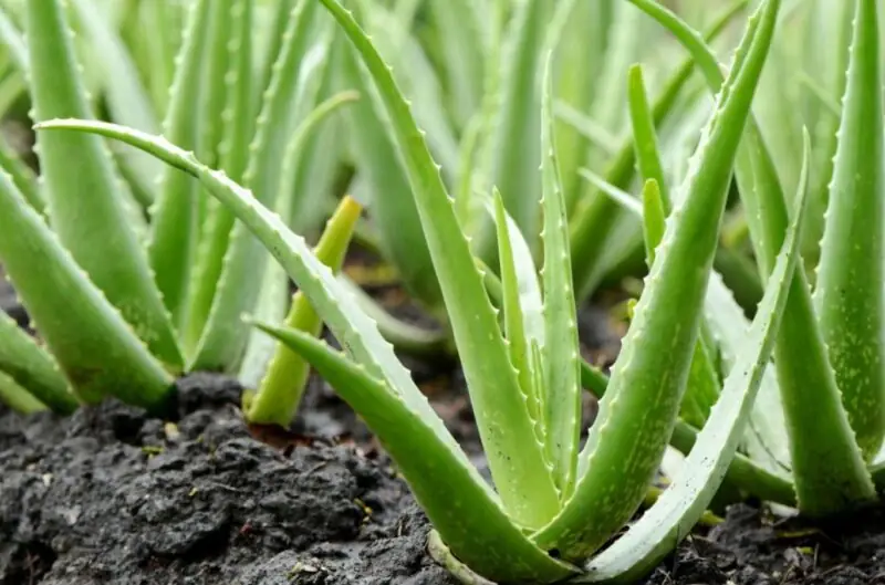 aloe vera plant