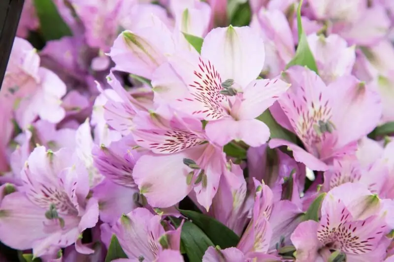 Alstroemeria Pests