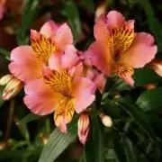 alstroemeria flower