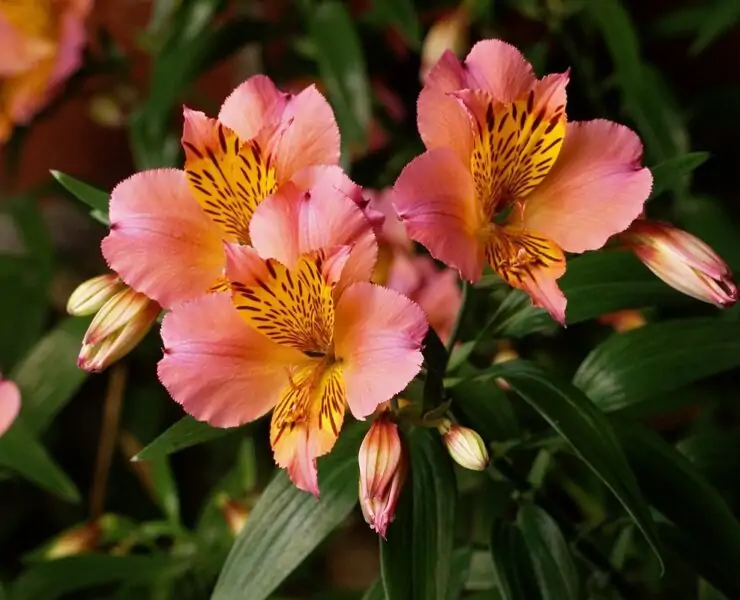 alstroemeria flower