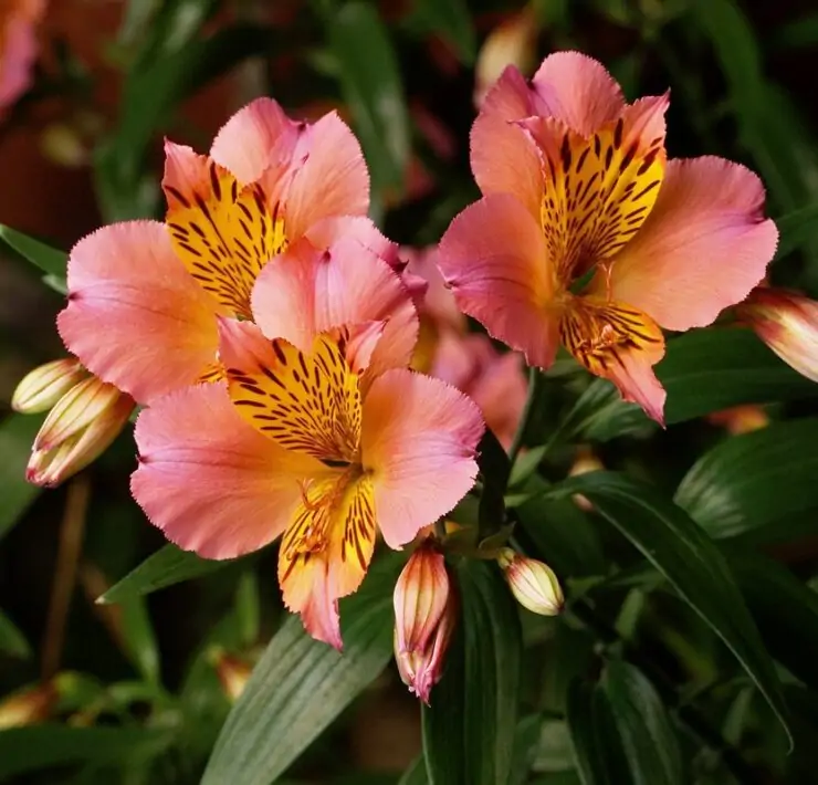 alstroemeria flower