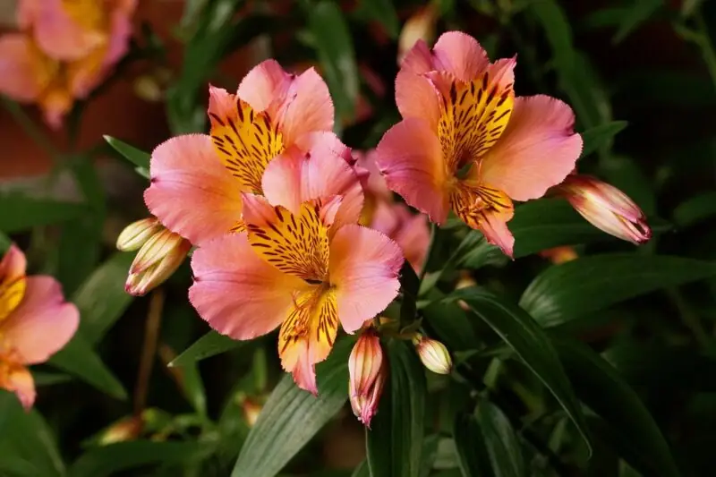 alstroemeria flower