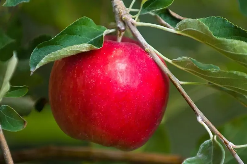 Apple Tree Cultivar