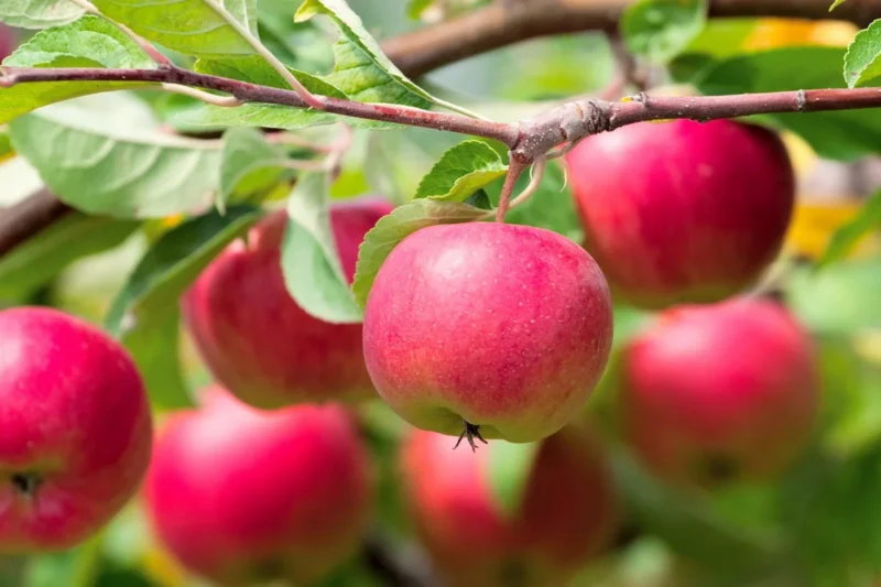 apple tree