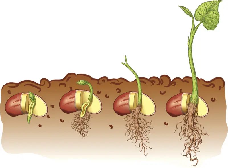 green bean growing stages