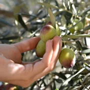 are olives fruits or vegetables