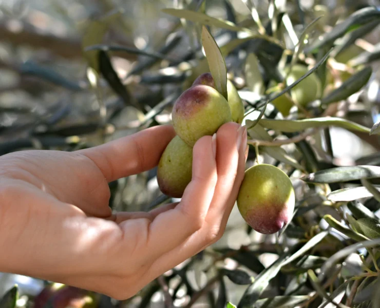 are olives fruits or vegetables
