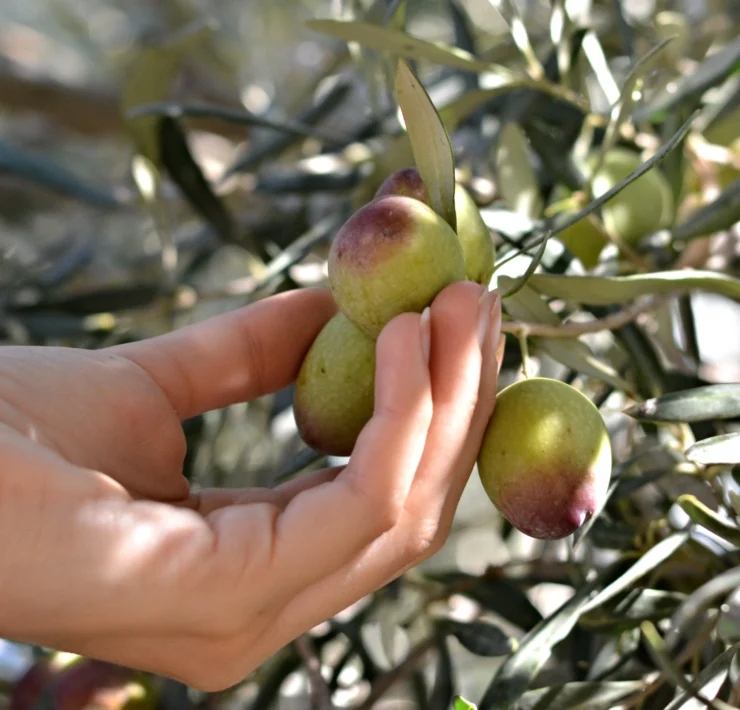 are olives fruits or vegetables